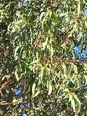 Eucalyptus marginata