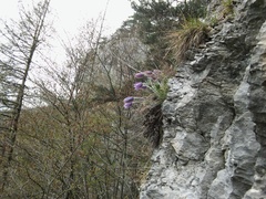 Pulsatilla halleri styriaca