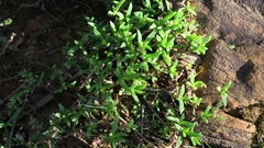 Delosperma affine