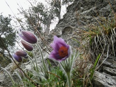 Pulsatilla halleri styriaca