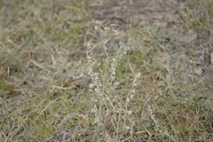 Artemisia macrocephala
