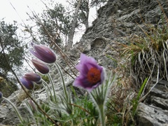 Pulsatilla halleri styriaca