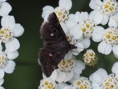 Heliothela wulfeniana