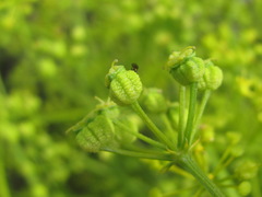 Bilacunaria microcarpos