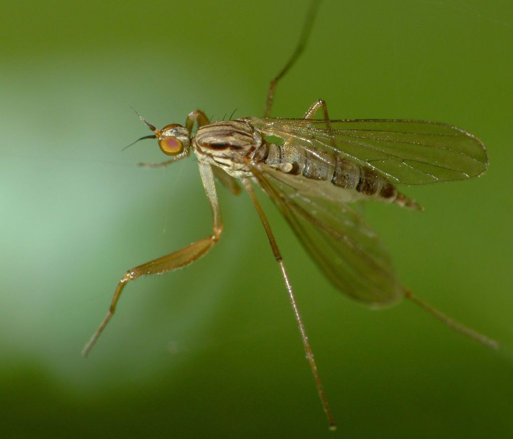 Chelipoda secreta