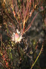 Protea odorata