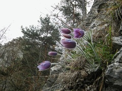 Pulsatilla halleri styriaca