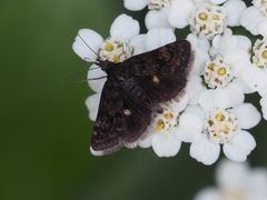 Heliothela wulfeniana