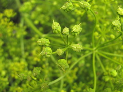 Bilacunaria microcarpos