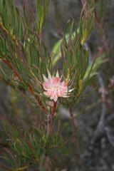 Protea odorata