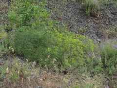 Bilacunaria microcarpos