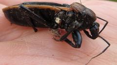 Ectrichodia crux