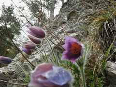 Pulsatilla halleri styriaca