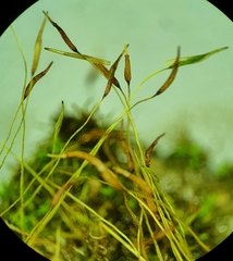 Streblotrichum enderesii