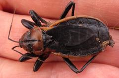 Ectrichodia crux