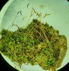 Streblotrichum enderesii