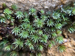 Dawsonia longiseta