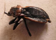 Ectrichodia crux
