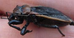 Ectrichodia crux