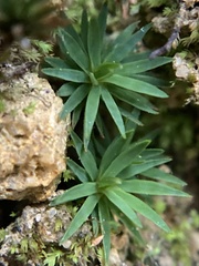 Dawsonia longiseta