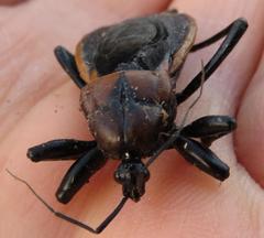 Ectrichodia crux
