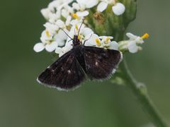 Heliothela wulfeniana