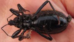 Ectrichodia crux