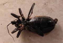 Ectrichodia crux