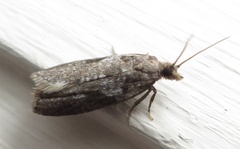Harmologa
