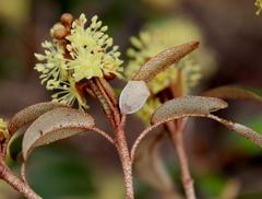 Croton gratissimus gratissimus