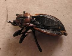 Ectrichodia crux