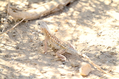 Chalarodon madagascariensis