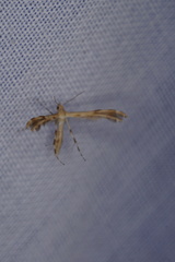 Trichoptilus ceramodes