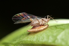 Dyscritulus planiceps