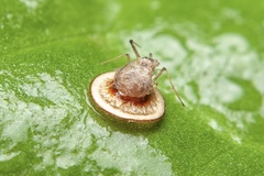 Dyscritulus planiceps