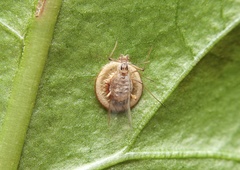 Dyscritulus planiceps