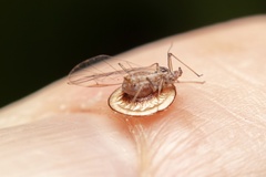 Dyscritulus planiceps