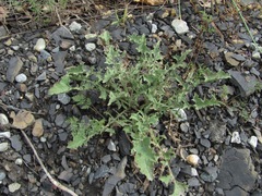 Crepis sonchifolia