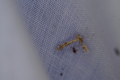 Trichoptilus ceramodes