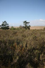 Leucadendron verticillatum