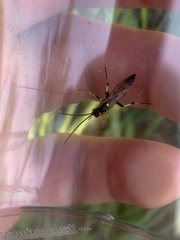 Ichneumon xanthorius