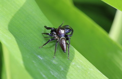 Opisthoncus mordax