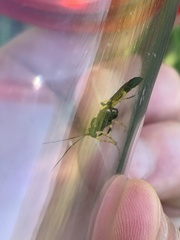 Ichneumon xanthorius