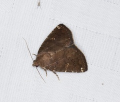 Amyna axis