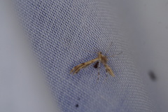 Trichoptilus ceramodes