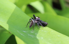Opisthoncus mordax