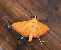 Mabra nigriscripta