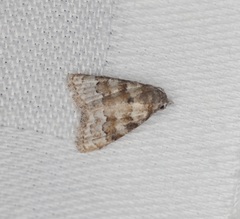 Nola bifascialis