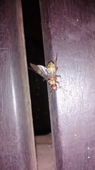 Oecophylla longinoda