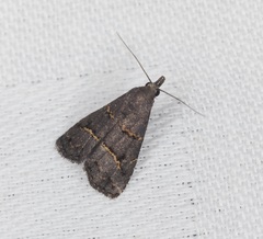 Schrankia bilineata